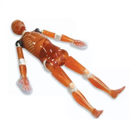 PBU Полноростовой фантом Whole Body Phantom фото 1